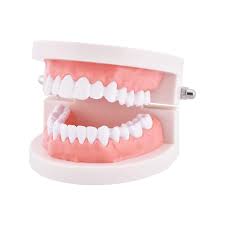 Teeth Model, Tooth Brushing Model